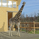 PA_Giraffenfreianlage3.jpg