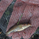 "Weihnachtswunder" im Haus des Meeres: Fischart wiederentdeckt