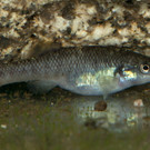 Vielschuppiger Grundk__rpfling-AntonLamboj.jpg