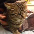 Tigerkater