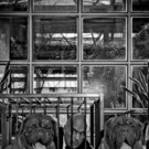 Starfotograf Manfred Baumann inszeniert Promis und Tiere für Vier Pfoten