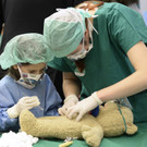 Im Wiener Teddybären-Krankenhaus