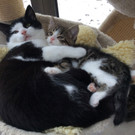 Kater Timmchen sucht ein Zuhause