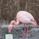 PA_Patenschaft_Flamingo.jpg
