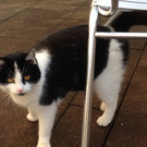 Wer vermisst diese Katze? Dornbirn/Rohrbach