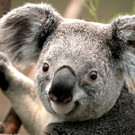 koala und seine freunde