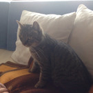 Tigerkatze