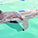 delfin_apicarch_459812927.jpg