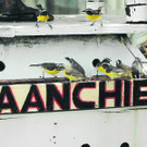 sugarbirds_rbvn_536504414.jpg