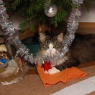 Katze unterm Weihnachtsbaum
