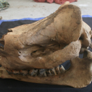 Skull of the Javan rhino with it horn rem.jpg