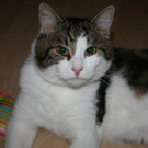 Camillo