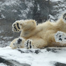 PA_EisbaerenimSchnee1.jpg
