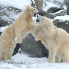 PA_EisbaerenimSchnee2-01.jpg