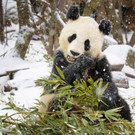PA_Gro___erPandaimSchnee.jpg