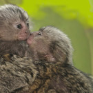 Wei__b__schel__ffchen - _c_ Jutta Kirchner.jpg