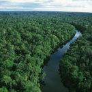 amazon_rainforest_sea_of_green.jpg