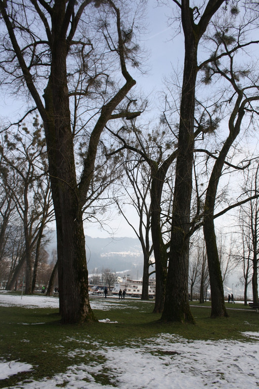 Dreik__nigslauf am See 2015 _7_.JPG