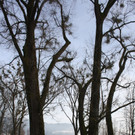 Dreik__nigslauf am See 2015 _7_.JPG