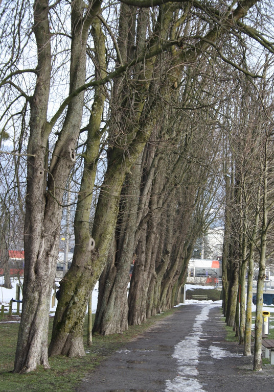 Dreik__nigslauf am See 2015 _6_.JPG
