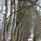 Dreik__nigslauf am See 2015 _6_.JPG