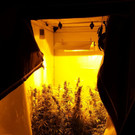 Cannabis-Indoor-Plantage in NÖ sichergestellt