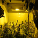 19_01_2015 PI Krems_ Cannabis-Anbau Bild 2.jpg