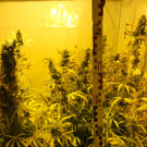 19_01_2015 PI Krems_ Cannabis-Anbau Bild 3.jpg