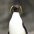 Felsenpinguine im Tiergarten Schönbrunn