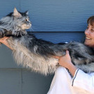 Die schönsten Maine Coons