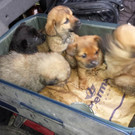 26_01_2015 LVA_ __bertretung Tiertransportgesetz Bild 2.JPG