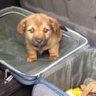 26_01_2015 LVA_ __bertretung Tiertransportgesetz Bild 3.JPG