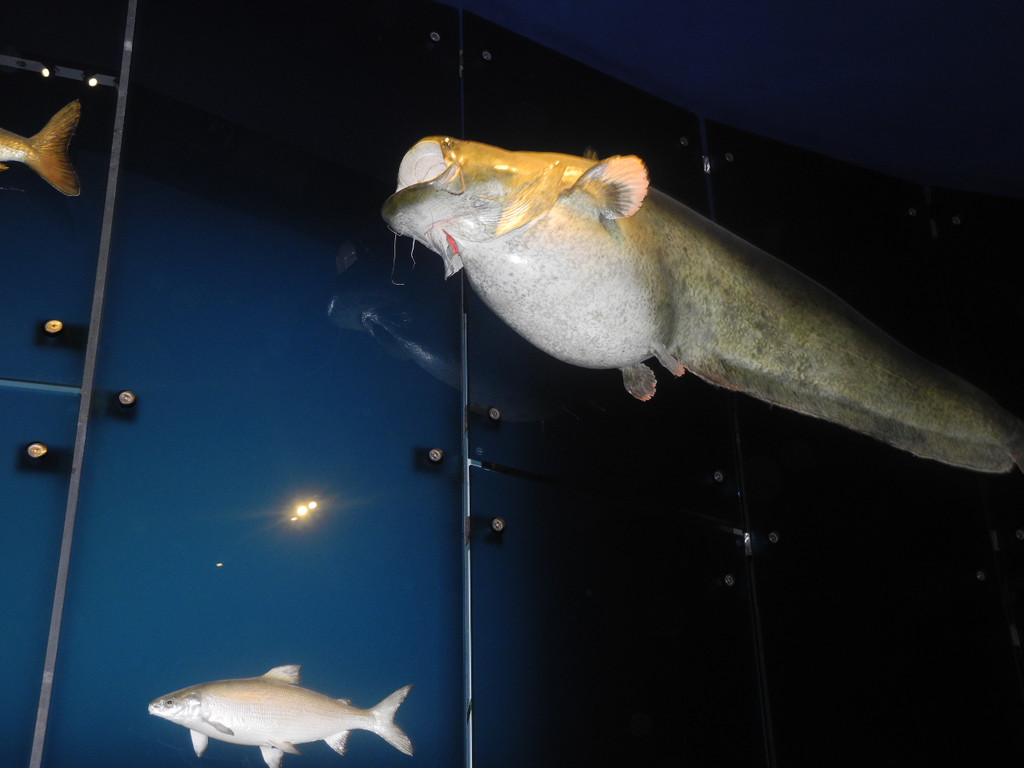 Seniorenring Club 50_ Besichtigung der Inatura 27_01_ 2015  Bild 9 _3_.JPG