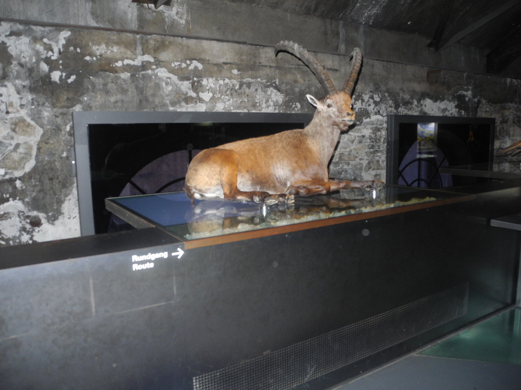 Seniorenring Club 50_ Besichtigung der Inatura 27_01_ 2015  Bild 9 _7_.JPG