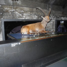 Seniorenring Club 50_ Besichtigung der Inatura 27_01_ 2015  Bild 9 _7_.JPG