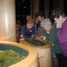 Seniorenring Club 50_ Besichtigung der Inatura 27_01_ 2015  Bild 9 _9_.JPG