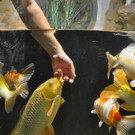 Semesterferien 2015 im Haus des Meeres: Tiere füttern und Natur erleben