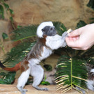 Liszt__ffchenf__tterung - _c_ G__nther Hulla.jpg