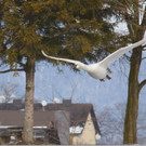 36 - Kopie.jpg