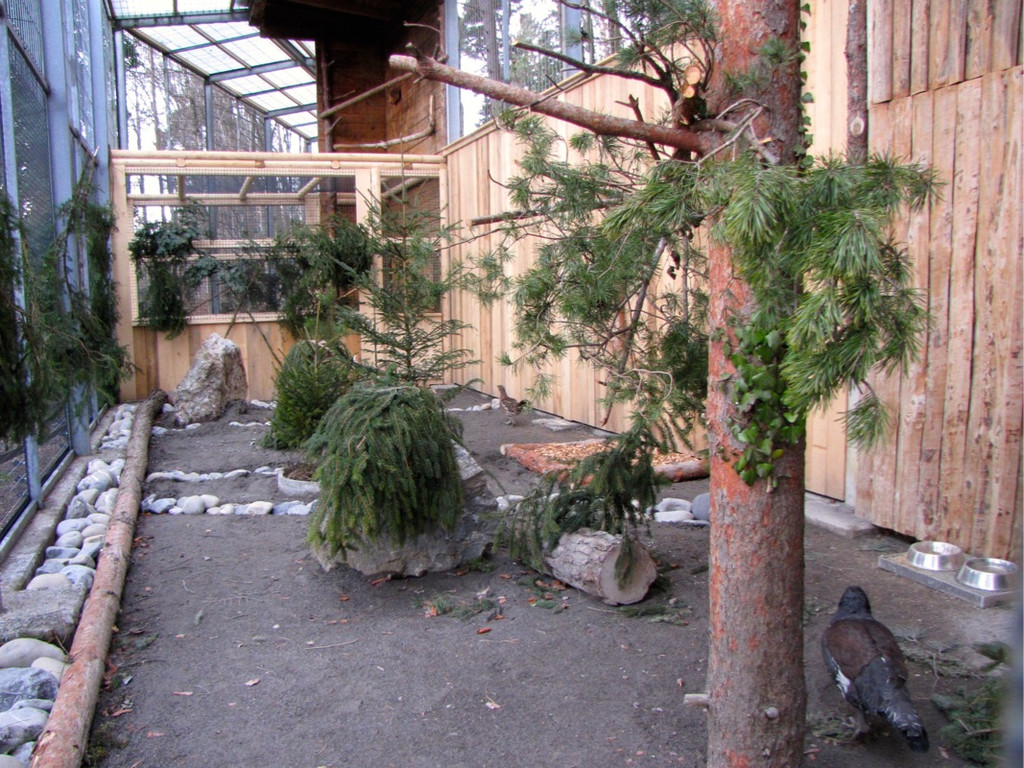 KOE_Wildpark Auerhaehne 2.jpg