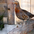 KOE_Wildpark Auerhaehne 3.jpg