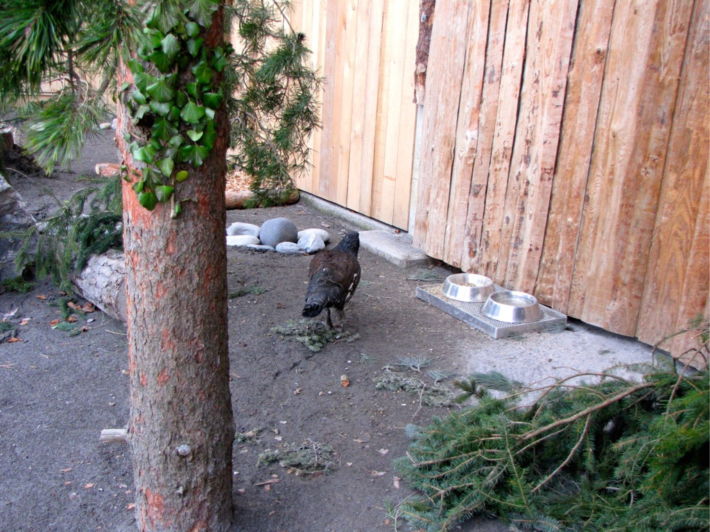 KOE_Wildpark Auerhaehne 4.jpg