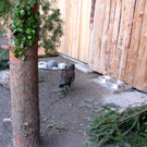 KOE_Wildpark Auerhaehne 4.jpg