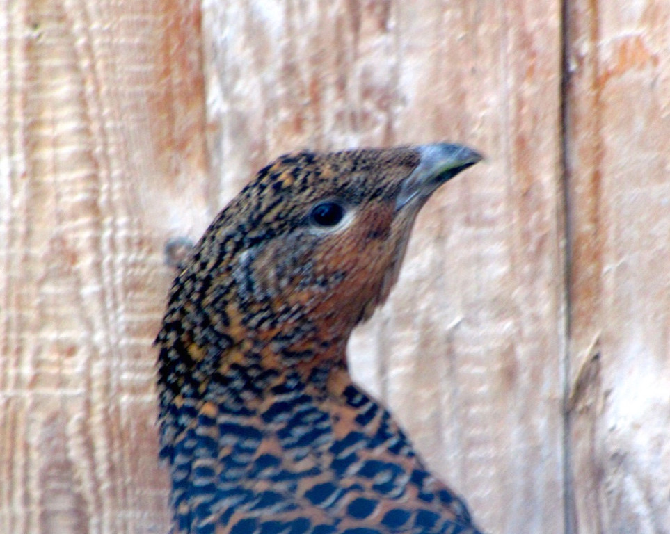 KOE_Wildpark Auerhaehne 5.jpg