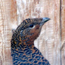 KOE_Wildpark Auerhaehne 5.jpg