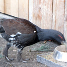 KOE_Wildpark Auerhaehne 6.jpg