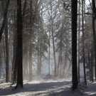 KOE_Wildpark Auerhaehne 11.jpg