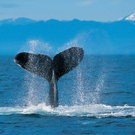 Humpback Whale_jpg-1273701658