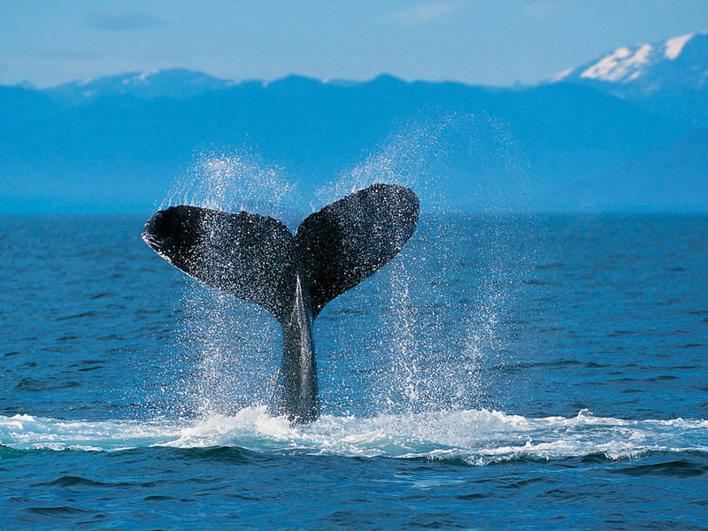 Humpback Whale_jpg-1273701658