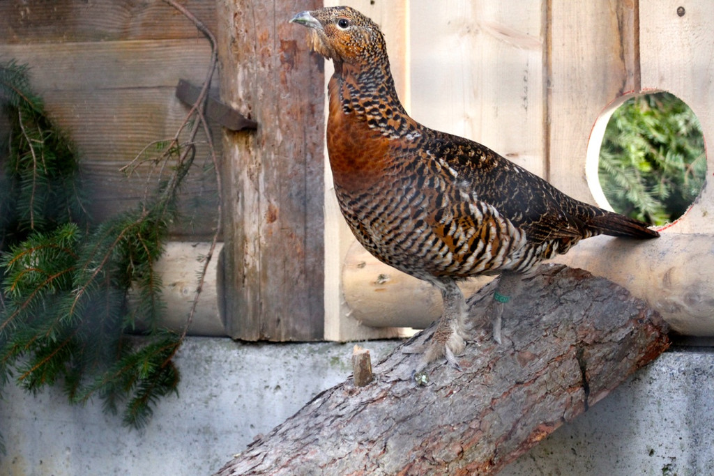 KOE_Wildpark Auerhaehne 3.jpg